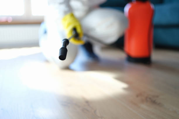Best Mold Odor Removal Services  in Cass City, MI