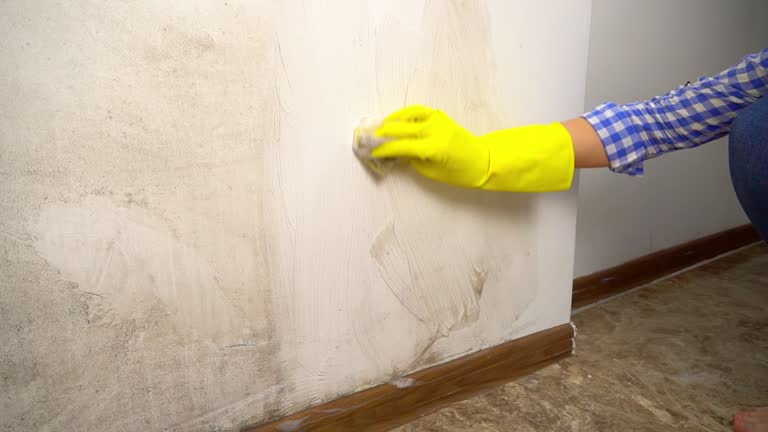 Biohazard Mold Removal in Cass City, MI