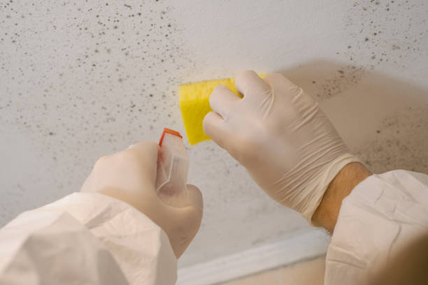 Best Mold-Related Health Consultation  in Cass City, MI