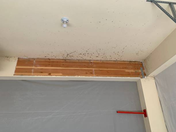 Best Black Mold Removal  in Cass City, MI