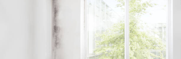 Mold Remediation for Vacation Homes in Cass City, MI