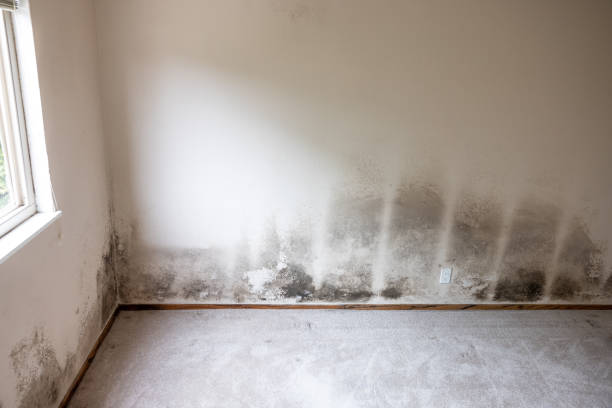 Cass City, MI Mold Removal Company