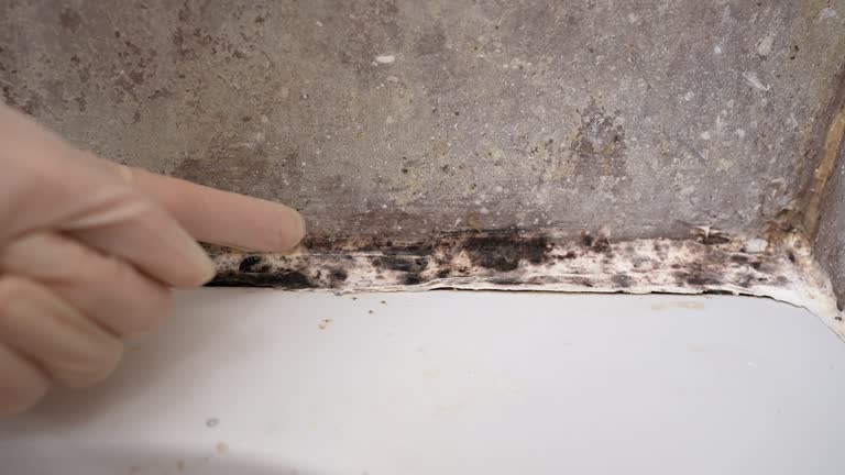 Best Residential Mold Inspection & Testing  in Cass City, MI