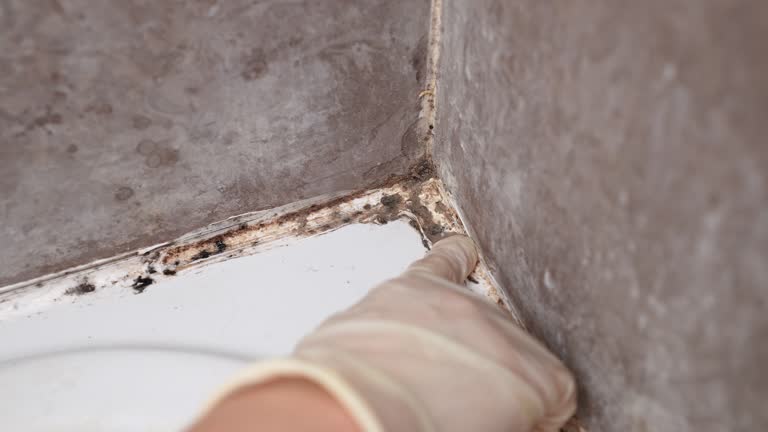 Best Basement Mold Removal  in Cass City, MI