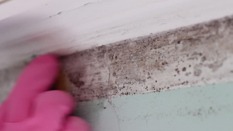 Best Dehumidification Services  in Cass City, MI